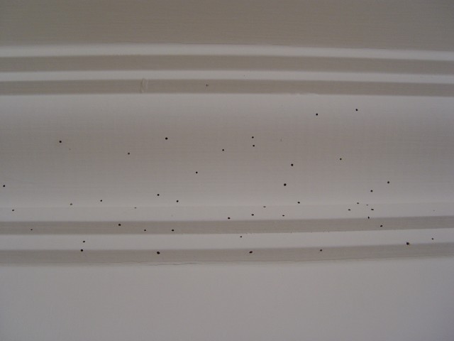 常見的木蠹蟲危害 : 1-1.5mm的圓形蟲孔-線板上
