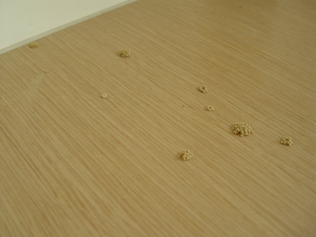 木蠹蟲將排遺堆出在木地板上