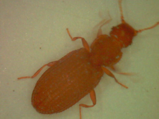 灰泥甲蟲(屬姬薪蟲科)　體長約1.5mm